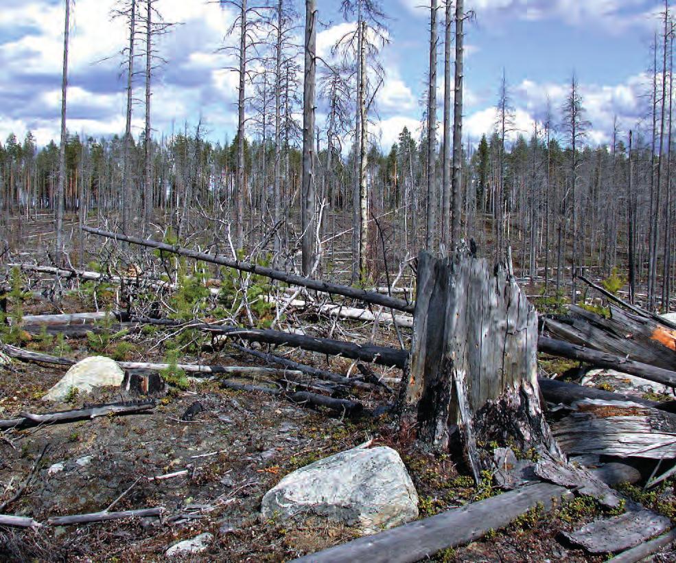 ta ajalta ole juuri säilynyt luonnonhäiriön jälkeen syntyneitä ja luontaisesti kehittyneitä metsäalueita, jotka nyt olisivat 30 50-vuotiaita.