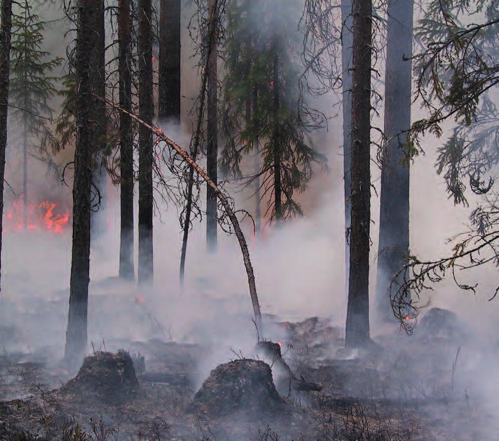 Aikaverrokkisarjoja käytettiin paljon etenkin 1990-luvun ja 2000- luvun alun luonnonmetsätutkimuksessa. Niillä on vertailtu mm. puuston ja kasvillisuuden (Uotila ym.