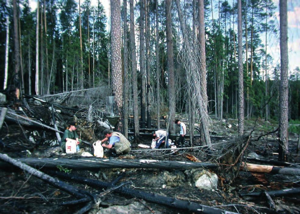 Kuvan metsikössä säästöpuita on 50 m³/ha. Kuva vuodelta 2007.