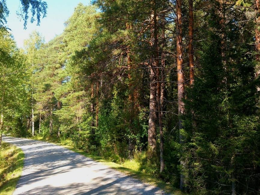 Mansikkaniemen asemakaavan luontoselvitys 2018 9 (13) Kuva 11. Tien vieruksen varttunutta mäntymetsää. Kuvio 4.