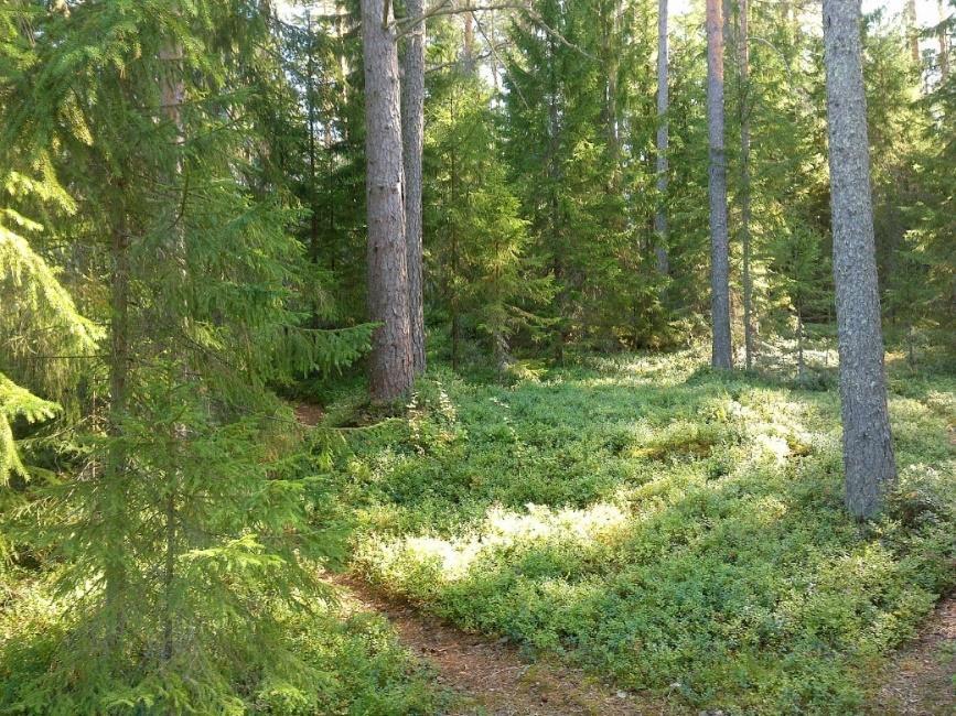 Kenttä- ja pohjakerroksen runsaimpia lajeja ovat oravamarja, mustikka, puolukka, juolukka, kultapiisku, kanerva ja nuokkutalvikki.