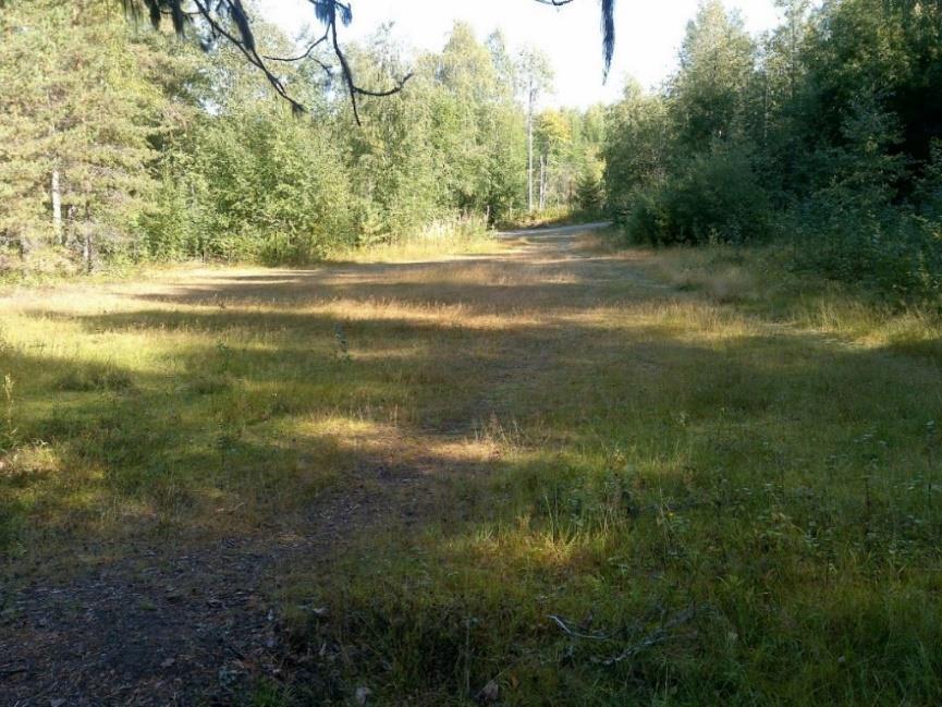 Maapohja on osin vakiintumaton ja soranoton jäljiltä paikoin kivikkoinen. Kasvupaikka on rehevyydeltään lehtomaista kangasta (OMT) ja paikoin tuoretta lehtoa (OMaT).