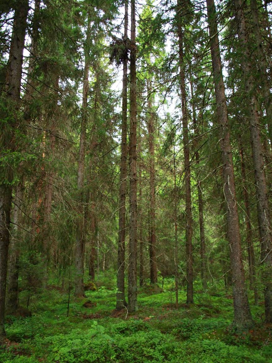 5. harvennettua 50v kuusi-koivusekametsää, pohjoisosa MT, eteläosa OMT, osa laitumena 6.