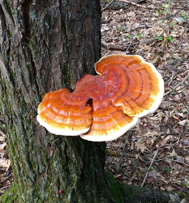 Perinteisiä esimerkkejä ovat metsälaitumet, kujanneviljely, metsien keruu-tuotteet ja metsäpuiden monipuolinen hyödyntäminen ravinnoksi, lääkkeeksi, käsitöiksi ja karjan rehuna.