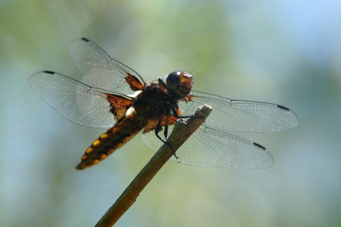 Litteähukankorento (Libellula depressa) on esiintymiseltään vaihteleva ja maan eteläosissa paikoittainen laji, jota tavataan useimmiten vastamuodostuneilla pienvesillä.