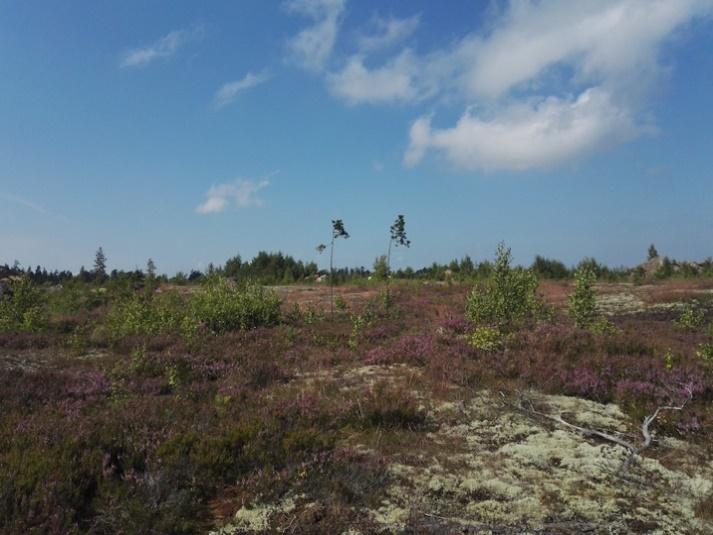 Kuva 2-2. Kuviolla 2 on aikoinaan kasvanut kuivaa kangasmetsää, joka avohakkuiden jälkeen on heinittynyttä. Kuva 2-3.