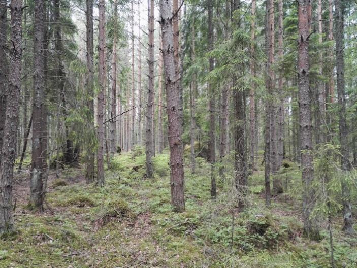 Puuston rakenne on monipuolisempi kuin ympäröivissä metsissä, mutta valtapuusto on silti nuorta ja varttunutta.