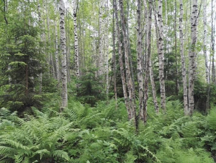 Mustikkatyypin tuore kangas Kuvio muodostuu mustikkatyypin tuoreesta kankaasta, jossa valtapuuna kasvaa istutettu nuorehko mänty.