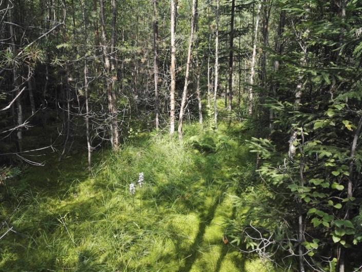 Puusto on nuorta hieskoivua, mäntyä ja kuusta. Mättäiden kasvillisuuteen kuuluvat mustikkatyypin tuoreen kankaan lajistoa, kuten mustikka, puolukka, metsäalvejuuri ja nuokkutalvikki.