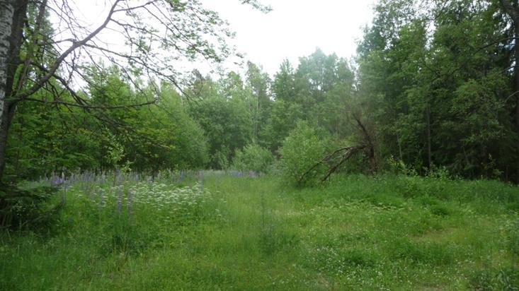 Radalla ulee tällä hetellä ainoastaan tavaraliiennettä. Rata sijaitsee nyyisen maaninnan tasossa. Pitäadun aliulu on normaalimitoitusen muainen.