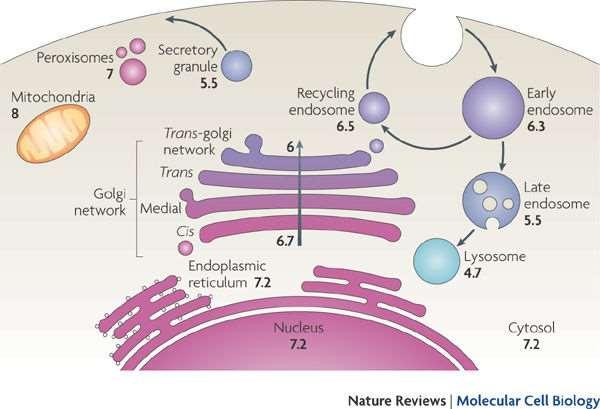 ph ja puskuriliuokset biokemiassa Casey et al. 2010 (Nature Reviews Molecular Biology) Biomolekyylit (esim.