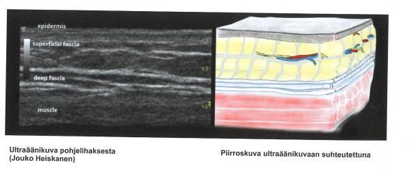 21 TAULUKKO 1. Kinesioteipin eri vaikutustavat/-kanavat (Walker ym.