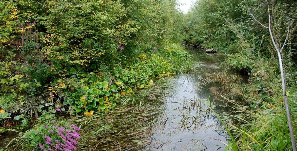 Uoma on kuitenkin hyvin tukkoinen runsaasta kasvillisuudesta johtuen, jolloin tehokkaampaa virtausta tapahtuu vain 2 3