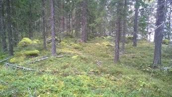 Biologi (Jouko Sipari, FM) tarkasti suunnittelualueen luontoarvot syksyllä 2011 ja kuvailee aluetta seuraavasti: "Maaperä on kivistä moreenia ja