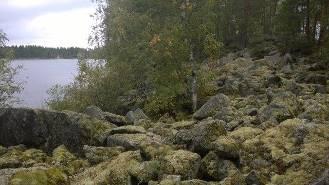 Notkelmat ovat hieman soistuneita ja kuusivaltaisia, muuten mäntyvaltaista (sekapuuna kuusta), keski-ikäistä tuoretta kangasta.