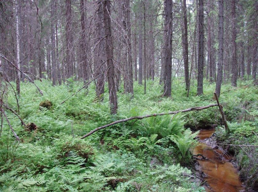 FCG SUUNNITTELU JA TEKNIIKKA OY Kaavaselostus 9 (24) 3.1.2017 UPM-Kymmene Oyj P10310 Syvä-Kankaisen rannan tuntumassa puroa ympäröivät laajemmin saniaskorvet. 4.