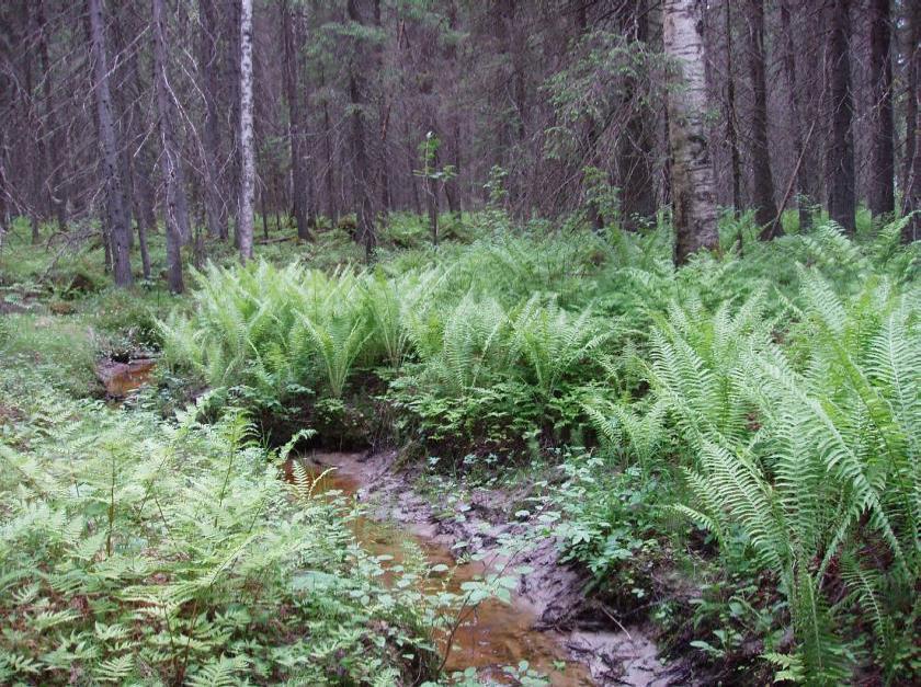 FCG SUUNNITTELU JA TEKNIIKKA OY Kaavaselostus 6 (24) 3.1.2017 UPM-Kymmene Oyj P10310 2.5 Eläimistö Syvä-Kankaisen puronvarsilehto on osin kotkansiipilehtoa.