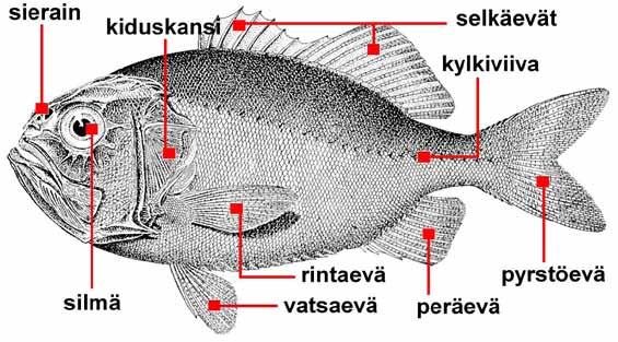 TALVIPÄIVIEN PILKKITULOKSET, niitten jotka saivat kalaa Naiset: Päivi Kokkinen Meeri Päivinen Katja Helin Majatta Virtanen Ebba Luomala Pirjo Kellokoski 10 g 44 g 18 g 55 g 153 g 25 g Nuoret: Eero