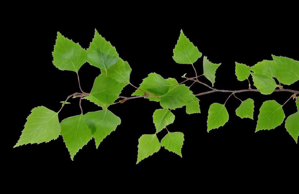 Osallisuus avaa ovet hyvään elämään Hyvän elämän edellytyksiin ja täysivaltaiseen kansalaisuuteen kuuluu se, että jokaisella on oikeus päättää omasta elämästään.