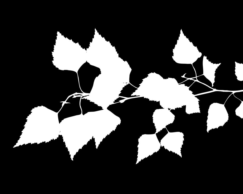 kehitysvamma-alalla.