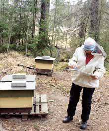 Varroan seuranta ja tarvittavien torjuntatoimien hoitaminen ovat tarhaajan tärkeimpiä tehtäviä.