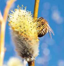 . Mehiläistarhaajan työt alkavat pohjien vaihdolla ja puhdistuksella. Samalla kun pesää nostaa, voi testata pesän painoa ja ruokkia mehiläisiä tarvittaessa.