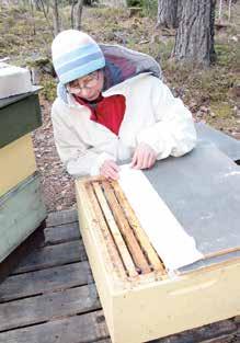 Keväällä mehiläispesää ei kannata turhaan aukoa. Pesän avaaminen Maritta Martikkala mehiläishoidon neuvoja Keväällä yhteiskunnan ruokavaroja voi tarkastella kurkistamalla reunakakkujen kakkuväleihin.