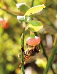 pohjoisten ja vuoristoisten alueiden eläin- ja kasvilajisto on muutoinkin ahtaalla kaikkialla maailmassa. Nielsen ym. Effects of competition and climate on a crop pollinator community.