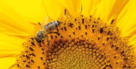 Tarhamehiläinen luonnonympäristöissä Mehiläiset pölyttävät pesän lähiympäristössä kukkivia mustikka- ja puolukkakasvustoja.