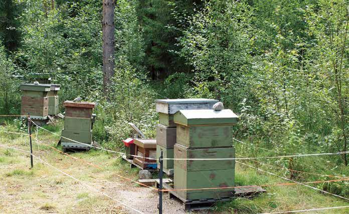 LUOMUMEHILÄISTARHAAJAKSI? Mitä luomumehiläistarhaus vaatii ja kannattaako se? Mehiläishoitaja Pekka Peltotalo kertoo, miksi hän siirtyi luomuun ja mikä tarhauksessa muuttui.