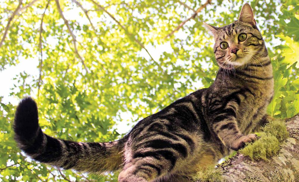 CHAMPION PETFOODS ON PALKITTU LEMMIKKIELÄINRUOKIEN VALMISTAJA, JOHON ON LUOTETTU JO YLI NELJÄNNESVUOSISADAN AJAN.