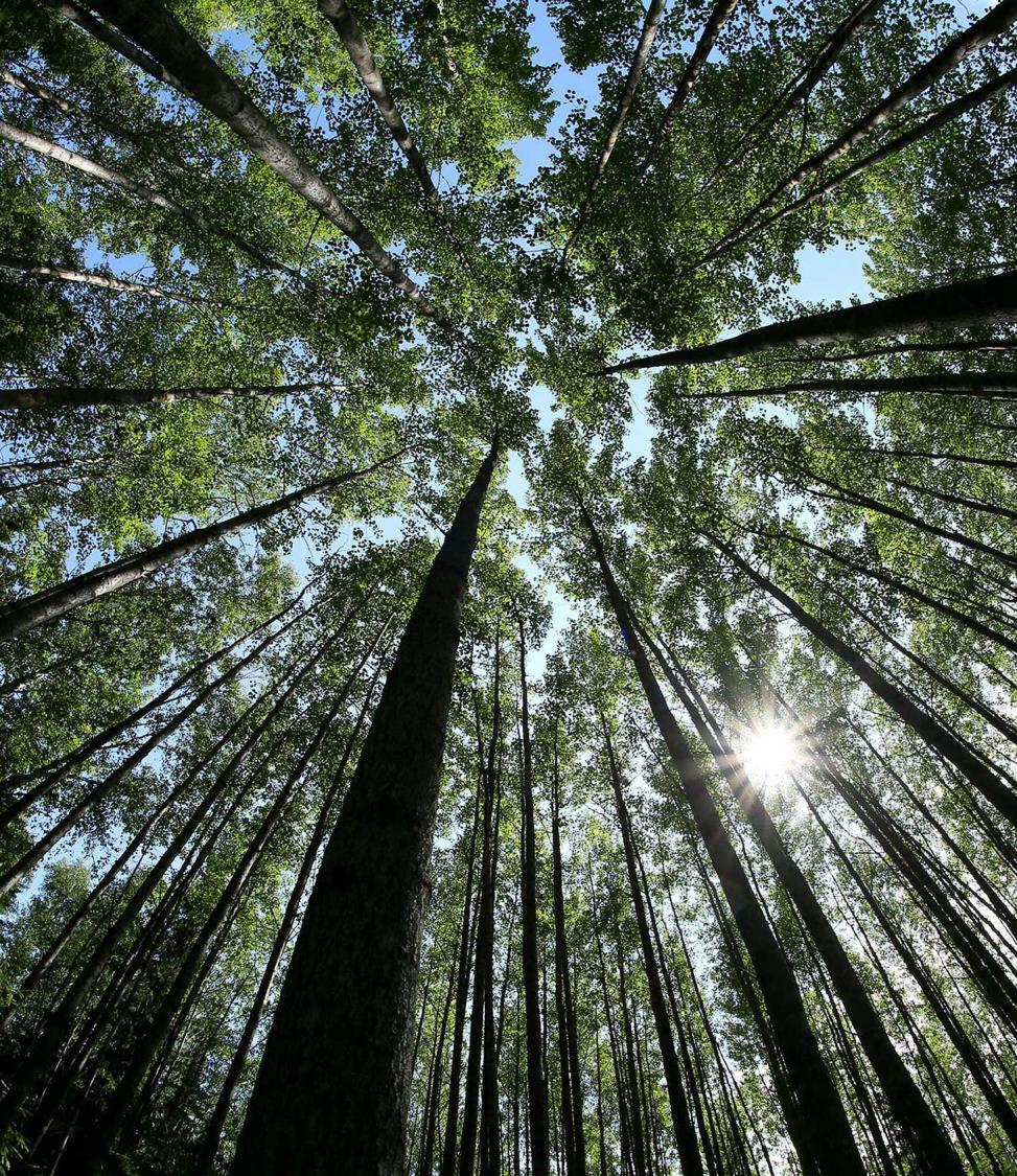 Monipuolisen biotalouden edelläkävijä Metsähallituksen hallinnassa on 1/3 Suomen maa- ja vesipinta-alasta.