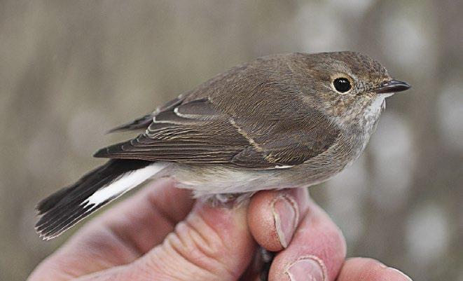 Roni Väisänen/ Avescapes, Helsinki, 3.11.2016. Idänpikkusieppo viihtyi tiukasti Seurasaaren lammen ympäristössä napsien hyönteisiä vesirajasta. Taiga Flycatcher Ficedula albicilla.