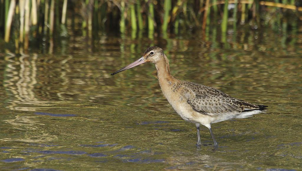 Harvinaisuushavainnot 2016 Aavikkotylli Charadrius leschenaultii (2, 7, 1) 