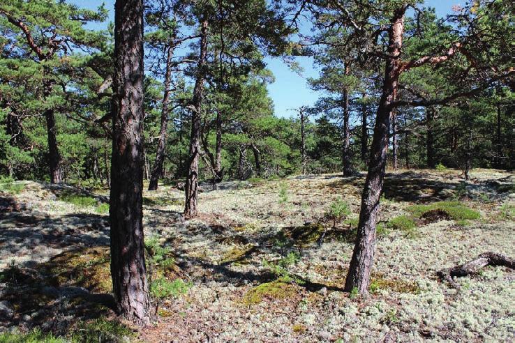 Puuston ikäjakauma Porkkalaan suunnitellulla luonnonsuojelualueella ja Porkkalanniemen virkistysalueilla Porkkalaan suunnitellun luonnonsuojelualueen puusto on iältään vaihtelevaa johtuen osittain