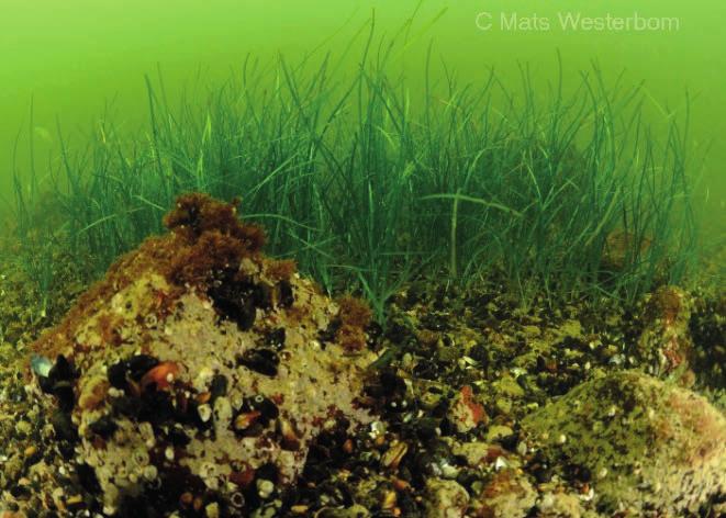 hiekkapohjilta Träskön länsi- ja pohjoisrannalta ja Inkoon saaristo -nimiseen Natura-alueeseen kuuluvalta Stora Fagerön itä- ja länsirannalta.