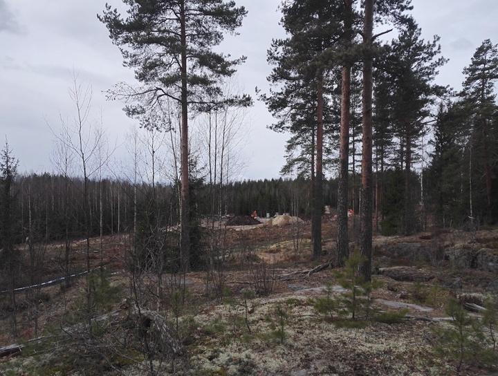 oravalle tärkeä suojaisa kuusikko ja kolopuiksi soveltuvat järeät haavat. Selvitysalueen ulkopuolisilta metsäkuvioilta löytyi muutamia järeitä haapoja, mutta ei jälkiä liito-oravasta.