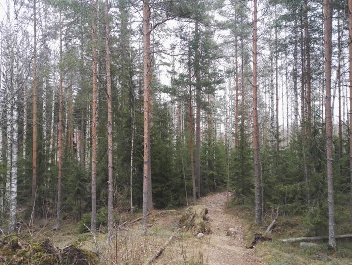 Eteläosaan rajautuu palanen kuusivaltaista kangasmetsää, jossa sekapuuna kasvaa muutamia järeitä raitoja ja koivua.