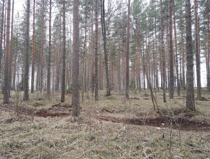 Selvitysalue rajautuu itäpuolelta voimalinjaan, pohjoispuolelta avohakattuun metsään ja etelästä talousmetsiin.