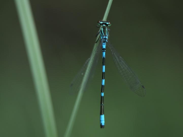 Keihästytönkorennon (Coenagrion hastulatum) koiras pellonreunan pohjoisella lampareella 21.6.2017.
