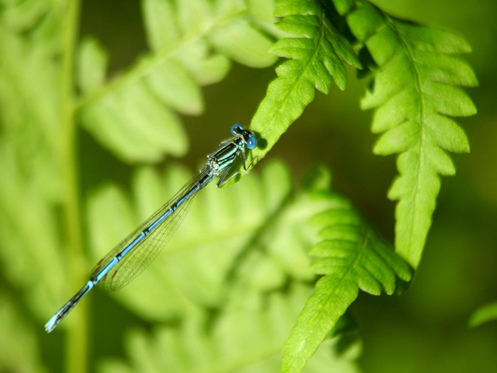 Sulkakoipikorennon (Platycnemis pennipes) koiras metsänreunassa alueen itäosassa 23.7.2017.
