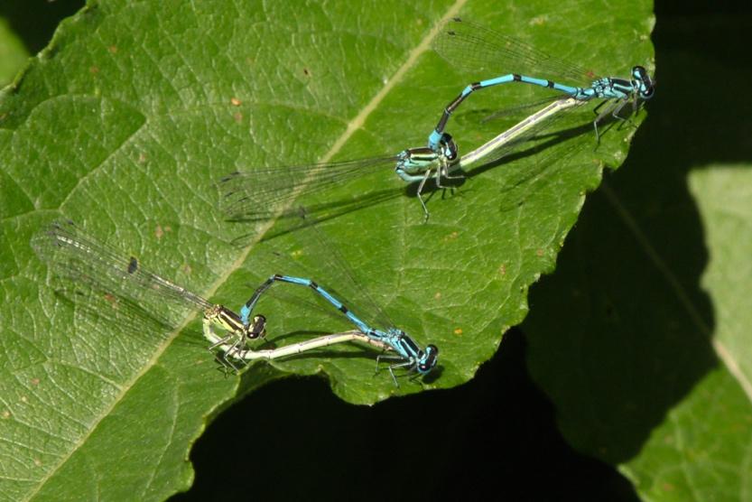 Kuva 8-8. Kirjojokikorennon (Ophiogomphus cecilia) nuorehko koiras voimalinjan alla 23.7.2017.