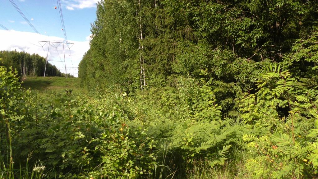 8.4 SUOSITUKSET Sudenkorentoselvityksessä havaitun ja EU:n luontodirektiivissä mainitun kirjojokikorennon (Ophiogomphus cecilia) lisääntymis- ja levähdyspaikkojen heikentäminen on kielletty