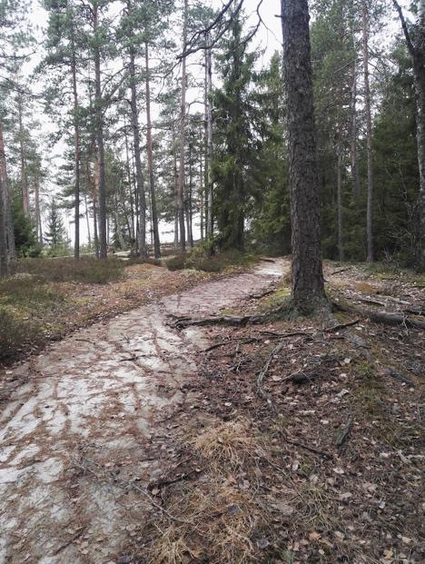 Muutoin lajistoon kuuluvat nuokkuhelmikkä, mustikka, puolukka ja lillukka sekä pensaista taikinanmarja ja korpipaatsama.