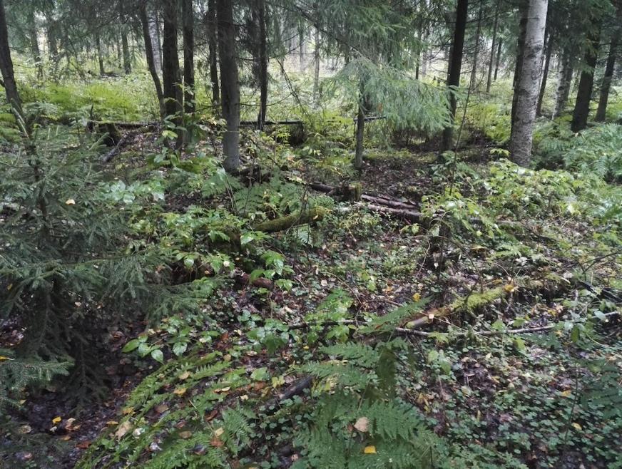 4. Mustikkatyypin tuore kangas Suurin osa selvitysalueesta kuuluu mäntyvaltaiseen talousmetsäkuvioon. Männyn ohella kuviolla kasvaa nuorta koivua, pihlajan taimia ja yksittäisiä raitoja.