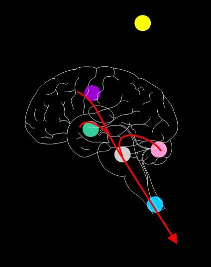 2019 NEUROLOGIAN JA NEUROKIRURGIAN JAKSO NEUROLOGIAN JAKSOKIRJA Olli Häppölä Mikko Kallela Pääasiat ja ydinkysymykset OPPIMISTAVOITTEET