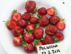 com/en /strawberryplants#polwina Sen marjat ovat olleet epämuodostuneita, joten kauppakelpoista satoa emme ole saaneet.