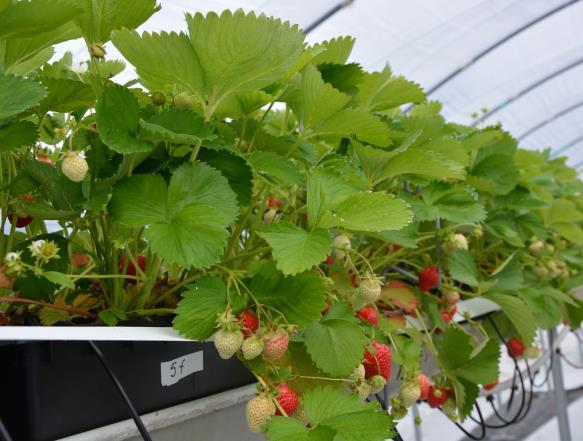 Clery Clery on italialainen mansikan varhaislajike lajikekuvauksia löytyy mm.: https://taimituotanto.net/t aimet/mansikka/varhaislaji kkeet/ http://www.dekemp.