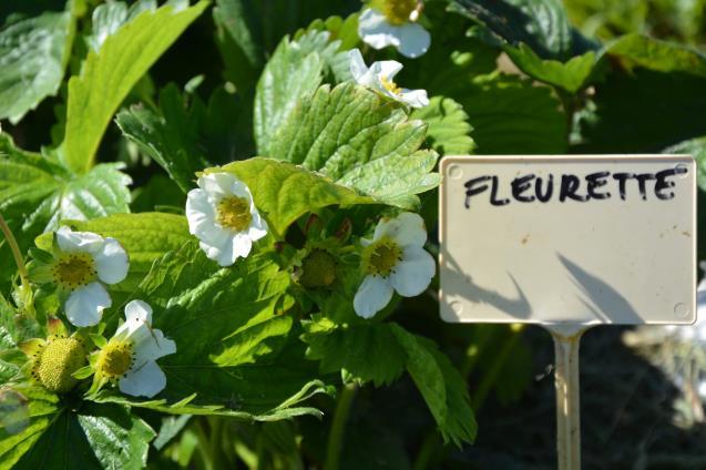 Fleurette Fleurette on aikainen tai keskiaikainen lajike ja vähän myöhäisempi kuin Flair.