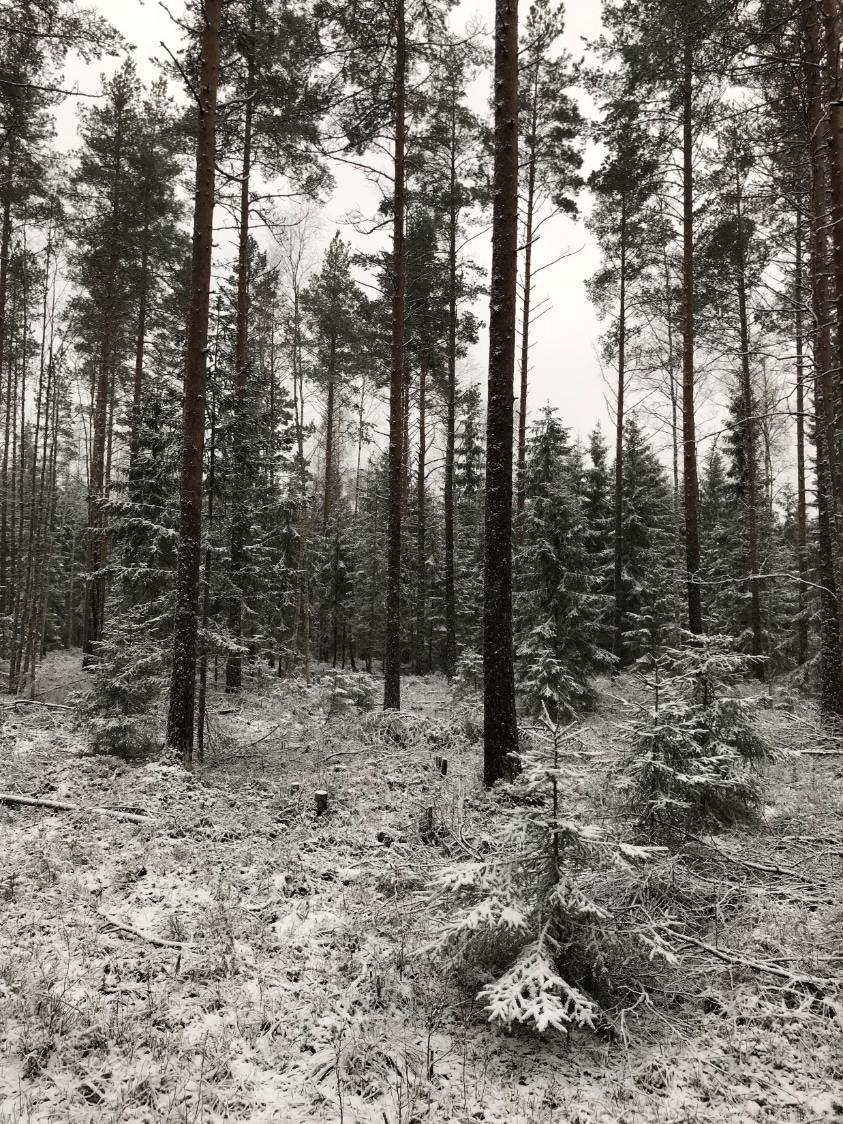 Voiko suometsää kasvattaa ilman avohakkuuta ja kunnostusojitusta? puusto pitää suon kuivana kasvukaudella (Sarkkola ym.